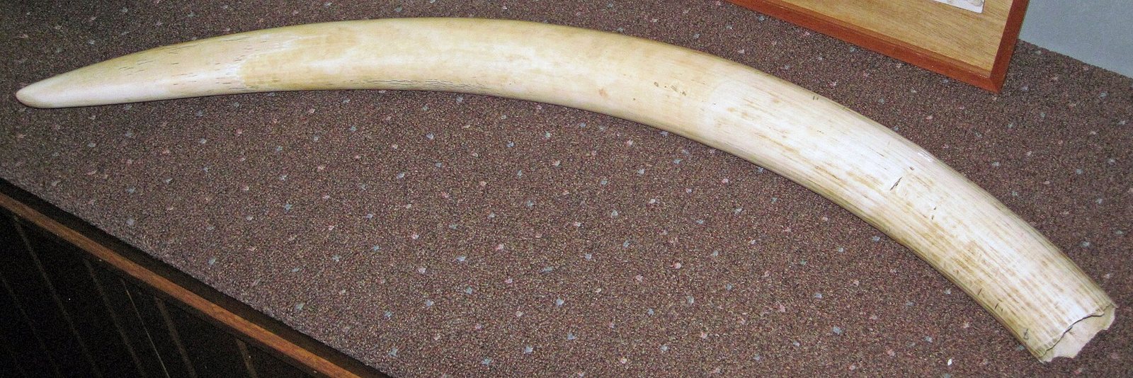 Gang held for possession of two elephant tusks in Vellore